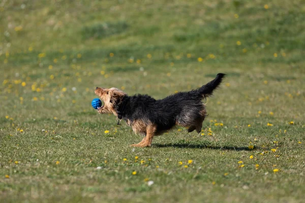 Dog Runs Green Lawn Has Learned Properly Retrieve Rubber Ball — Stock Photo, Image