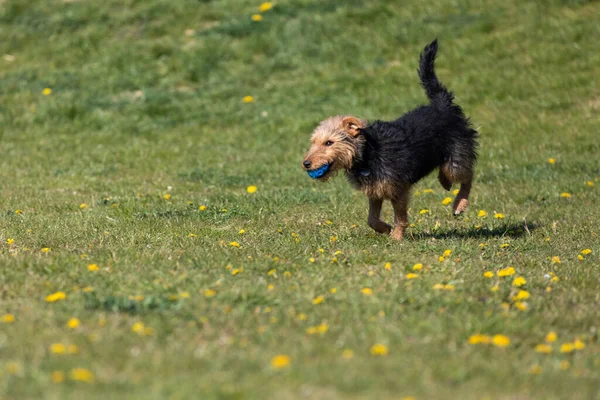 狗接住一个小球后回到草坪上的主人那里 — 图库照片
