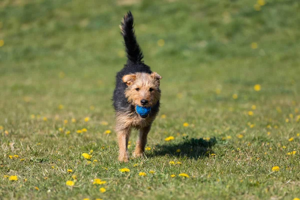 Cão Depois Pegar Uma Pequena Bola Retorna Mestre Gramado Verde — Fotografia de Stock