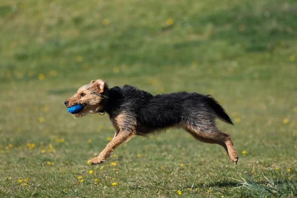 Passarela Verde Cão Treina Saltos Duros Para Pegar Bola — Fotografia de Stock