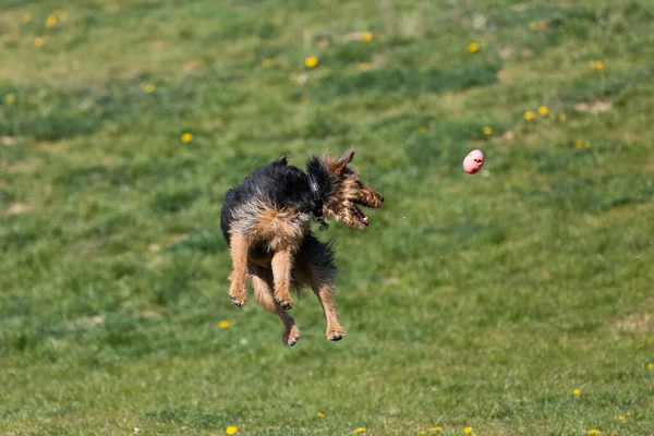 Green Catwalk Dog Trains Hard Jumps Catch Ball — Stock Photo, Image