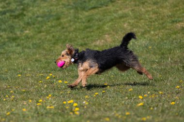 Bir köpek yeşil çimlerde koşar ve kauçuk topu düzgünce almayı öğrenir..