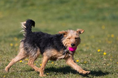 Küçük bir top yakaladıktan sonra köpek yeşil çimenlikteki efendisine döner..