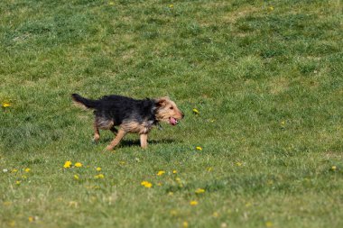Küçük bir top yakaladıktan sonra köpek yeşil çimenlikteki efendisine döner..
