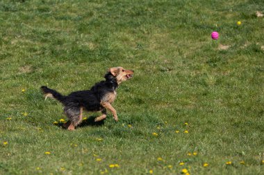 Bir köpek yeşil çimlerde koşar ve kauçuk topu düzgünce almayı öğrenir..