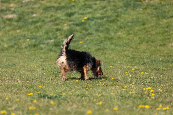 Chien Après Avoir Attrapé Une Petite Boule Revient Maître Sur — Photo