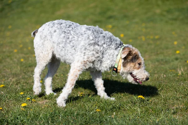 Cão Desgrenhado Caminha Lentamente Grama Verde Você Pode Ver Que — Fotografia de Stock