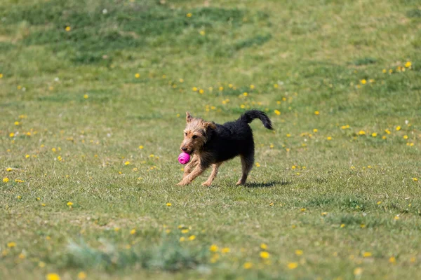 A dog runs on the green lawn and has learned to properly retrieve a rubber ball.