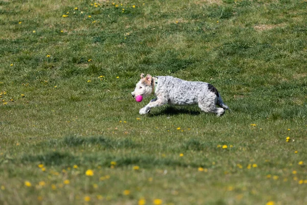 Perro Peludo Con Pelo Rizado Corre Prado Salpicado Flores Amarillas —  Fotos de Stock