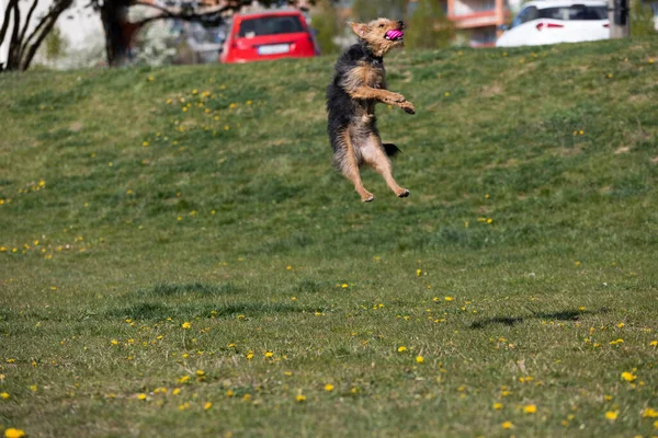 On the green catwalk, the dog trains hard jumps to catch the ball.
