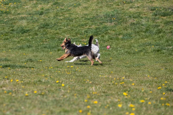 Zielonej Trawie Dwa Psy Biegają Właścicielem Rzuca Piłkę Grać Razem — Zdjęcie stockowe