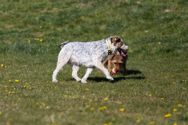 Hierba Verde Dos Perros Corren Tras Dueño Lanza Pelota Juegan —  Fotos de Stock