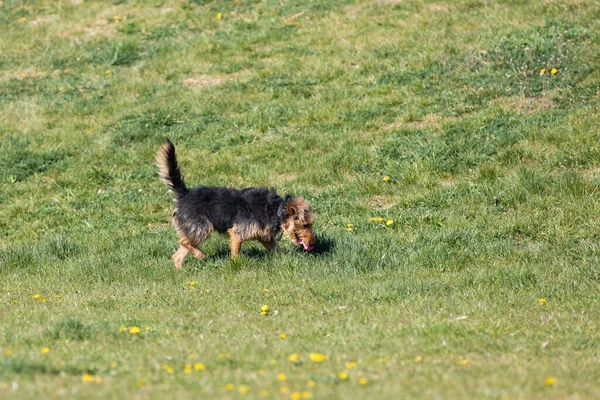 狗接住一个小球后回到草坪上的主人那里 — 图库照片