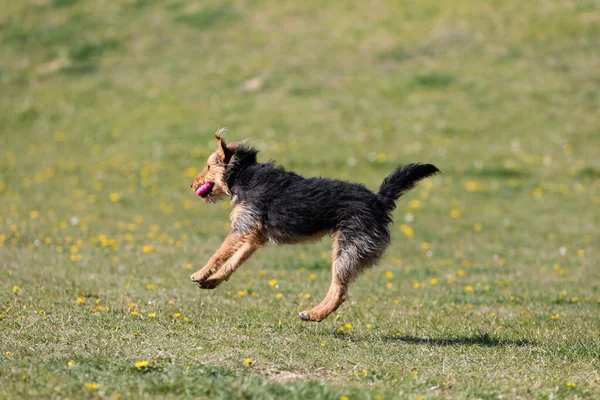 在绿色的人行道上 狗为了接住球而进行艰苦的跳跃训练 — 图库照片