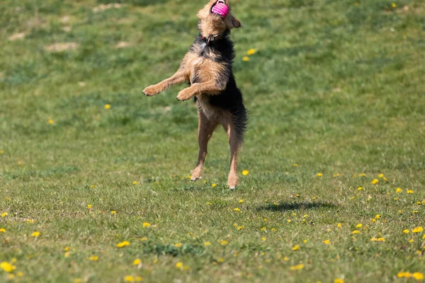 On the green catwalk, the dog trains hard jumps to catch the ball.