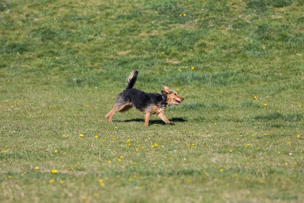 Perro Después Atrapar Una Pequeña Bola Vuelve Maestro Césped Verde — Foto de Stock