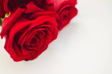 Kırmızı gülleri taç yapraklarının üzerine su damlaları damlatarak kapayın ve beyaz arka planda yatın. Sevgililer Günü geçmişi, doğum günü, düğün. Tatil ve hediye konsepti. Boşluğu kopyala