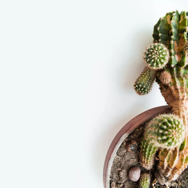 Top view of close up green part of cactus in brown pot on white background. Domestic potted plant. Copy space. Square form
