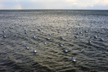  Martılar su / deniz martılar deniz kuşları üzerinde sakin                                                        