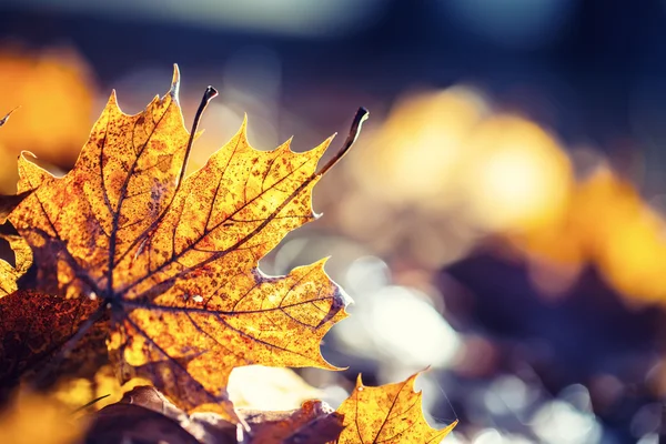 Couleurs d'automne. Feuilles d'automne en couleurs et lumières d'automne — Photo