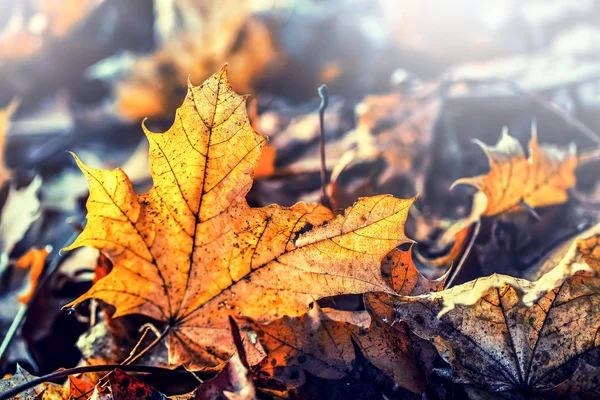 Colores otoñales. Hojas de otoño en colores y luces de otoño — Foto de Stock