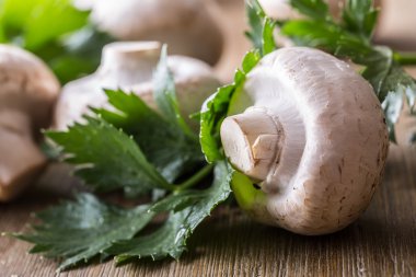 Mantar. Mantar. Şampiyonlar mantar bitki dekorasyon ile farklı pozisyonlarda