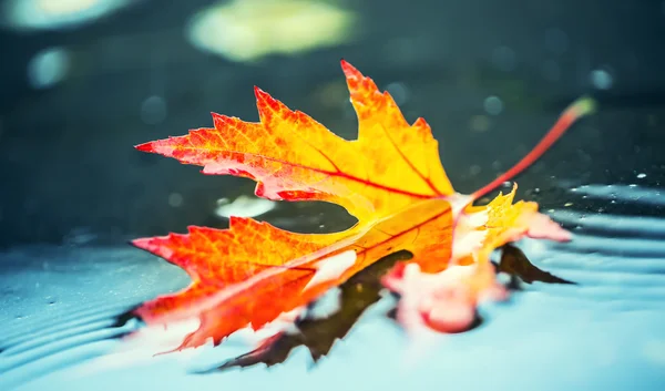 Herfstbladeren in herfst kleuren en verlichting. Regenachtige herfstweer. Gevallen herfstbladeren in water en regenachtig weer. Herfst kleuren. Val — Stockfoto