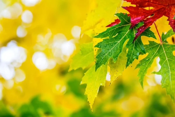 Herbstblätter in Herbstfarben und -lichtern. Regenwetter im Herbst. Fallende Herbstblätter im Wasser und Regenwetter. Herbstfarben. Herbst — Stockfoto