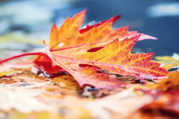 Feuilles d'automne dans les couleurs et les lumières d'automne. Météo pluvieuse d'automne. Feuilles d'automne tombées dans l'eau et le temps pluvieux. Couleurs d'automne. Chute — Photo