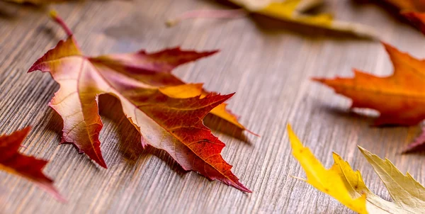 Outono. Foto sazonal. Folhas de outono soltas em uma placa de madeira — Fotografia de Stock