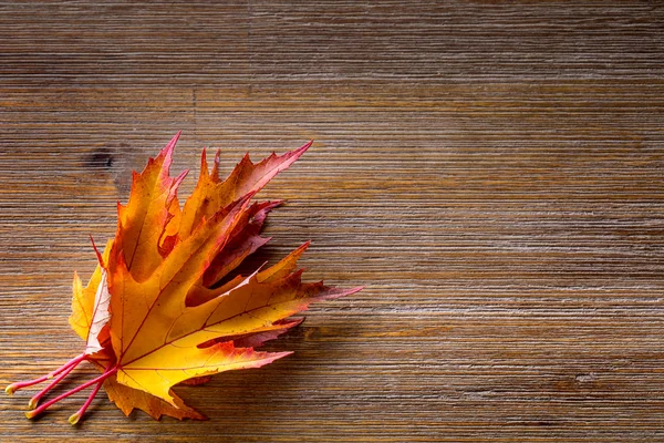 Herfst. Seizoensgebonden foto. Herfstbladeren los op een houten bord. Vrije ruimte voor uw tekst producten en informatie — Stockfoto