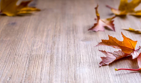 Herfst. Seizoensgebonden foto. Herfstbladeren los op een houten bord. Vrije ruimte voor uw tekst producten en informatie — Stockfoto
