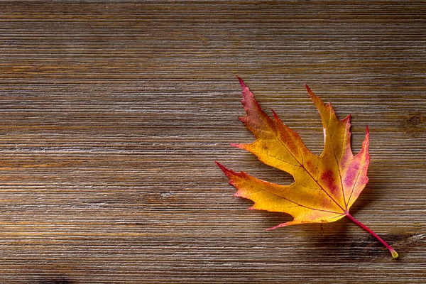 Herfst. Seizoensgebonden foto. Herfstbladeren los op een houten bord. Vrije ruimte voor uw tekst producten en informatie — Stockfoto