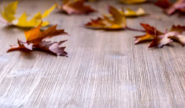 Herfst. Seizoensgebonden foto. Herfstbladeren los op een houten bord. Vrije ruimte voor uw tekst producten en informatie — Stockfoto