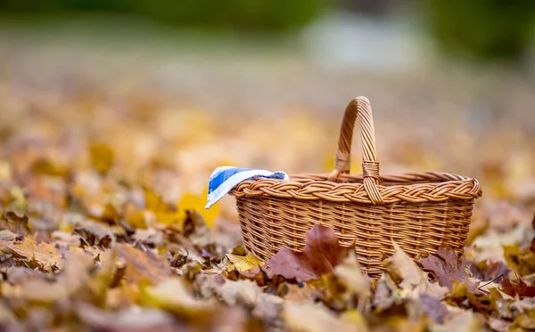 Empty wicker basket on golden autumn leaves in forest. Empty basket for your products