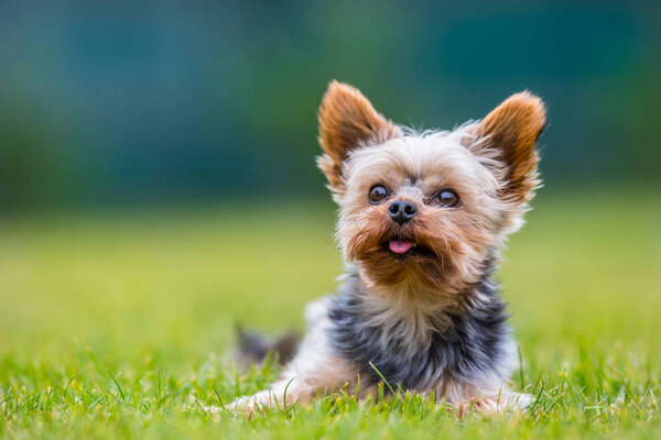 Portrait of male or female Yorkshire Terrier dog