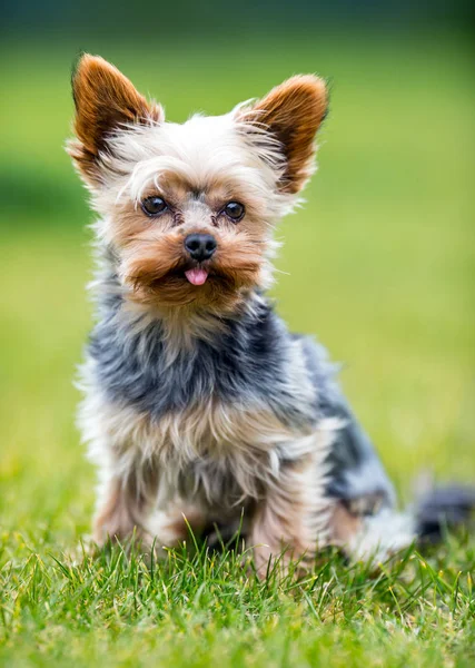 Portrait of male or female Yorkshire Terrier dog — Stock Photo, Image