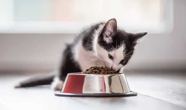 Gato. Gatinho bonito com uma tigela de grânulos em casa ou no jardim — Fotografia de Stock