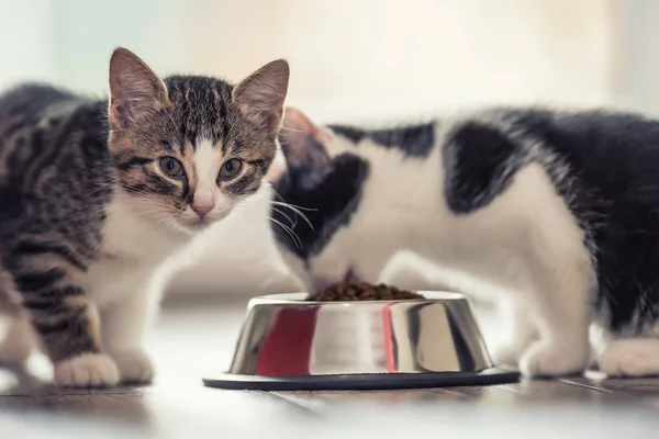 Кэт. Милый маленький котенок с миской гранул дома или в саду — стоковое фото