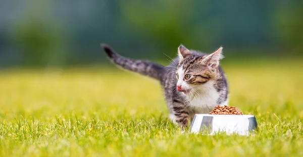 Gato. Gatinho bonito com uma tigela de grânulos em casa ou no jardim — Fotografia de Stock