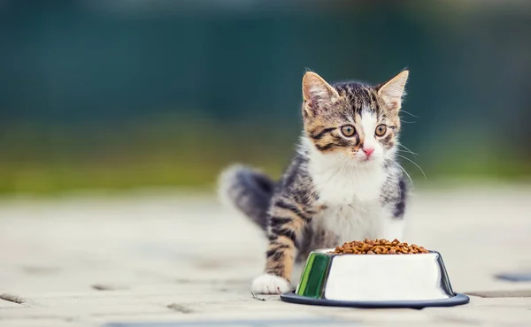 Кэт. Милый маленький котенок с миской гранул дома или в саду — стоковое фото