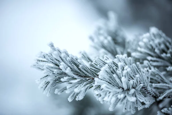 Çam ağacı dalları frost karlı ortamda kaplı. — Stok fotoğraf