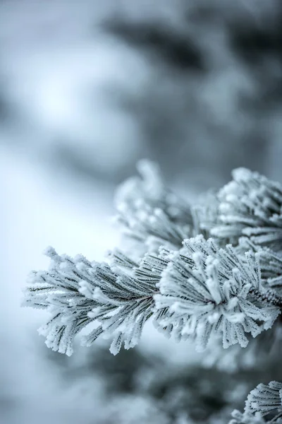 Tall trädgrenar täckta frost i snöiga atmosfär. — Stockfoto