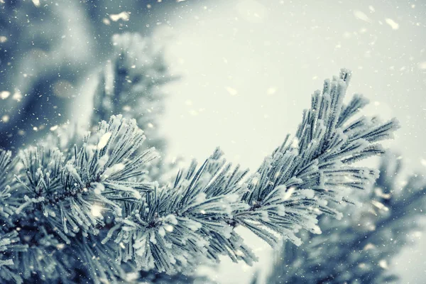 Tall trädgrenar täckta frost i snöiga atmosfär. — Stockfoto