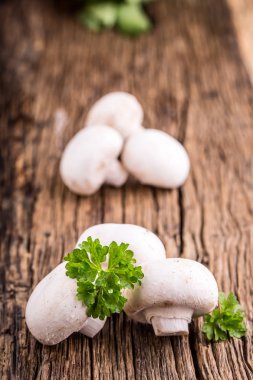 Mantar. Şampiyonlar mantar bitki dekorasyon ile farklı pozisyonlarda