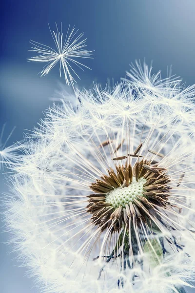 Dandelion. Dandelion fluff. Dandelion tranquil abstract closeup art background — Stock Photo, Image