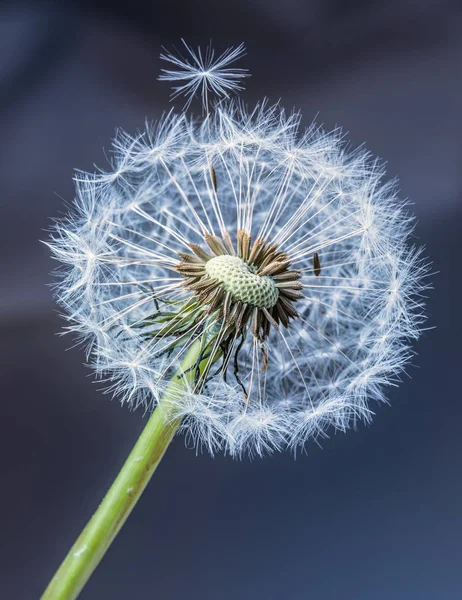 Dandelion. Dandelion fluff. Dandelion tranquil abstract closeup art background — Stock Photo, Image