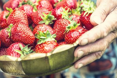 Çilek. Üst düzey bir çiftçinin elinde çilek dolu bir kase