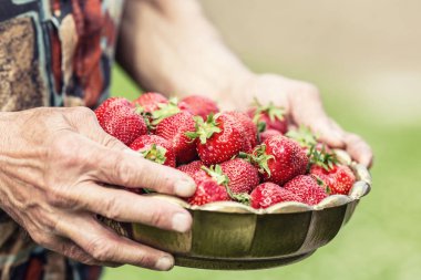 Çilek. Üst düzey bir çiftçinin elinde çilek dolu bir kase