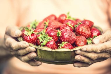 Çilek. Üst düzey bir çiftçinin elinde çilek dolu bir kase